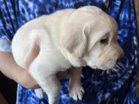 AKC Easter Bunny Boy, Ready 5/27, a male Labrador Retriever for sale in Calhan, CO – 2 of 9
