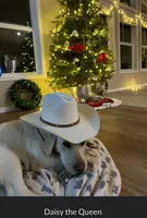 AKC Easter Bunny, a male Labrador Retriever for sale in Calhan, CO – Photo 2 of 3