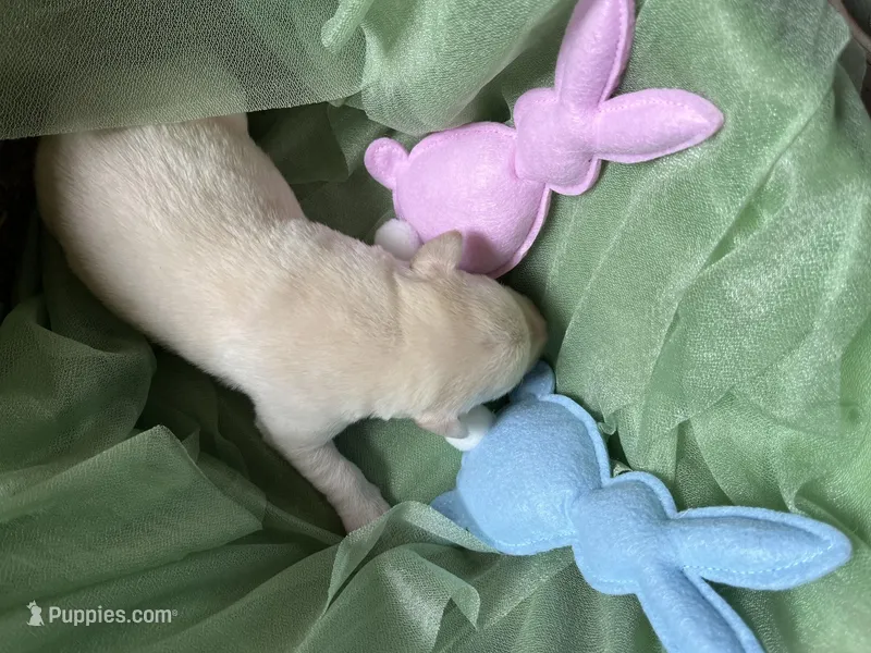 AKC Easter Bunny – Labrador Retriever puppy for sale in Calhan, CO