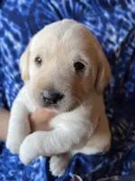 AKC Easter Bunny Boy, Ready 5/27, a male Labrador Retriever for sale in Calhan, CO – 1 of 9