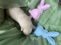 AKC Easter Bunny Boy, Ready 5/27, a male Labrador Retriever for sale in Calhan, CO – Photo 2 of 6