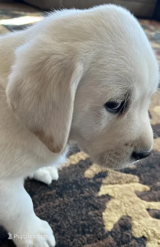 AKC Easter Bunny – Labrador Retriever puppy for sale in Calhan, CO