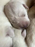 AKC Easter Bunny Boy, Ready 5/27, a male Labrador Retriever for sale in Calhan, CO – Photo 4 of 6