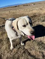 AKC Easter Bunny, a male Labrador Retriever for sale in Calhan, CO – Photo 3 of 3