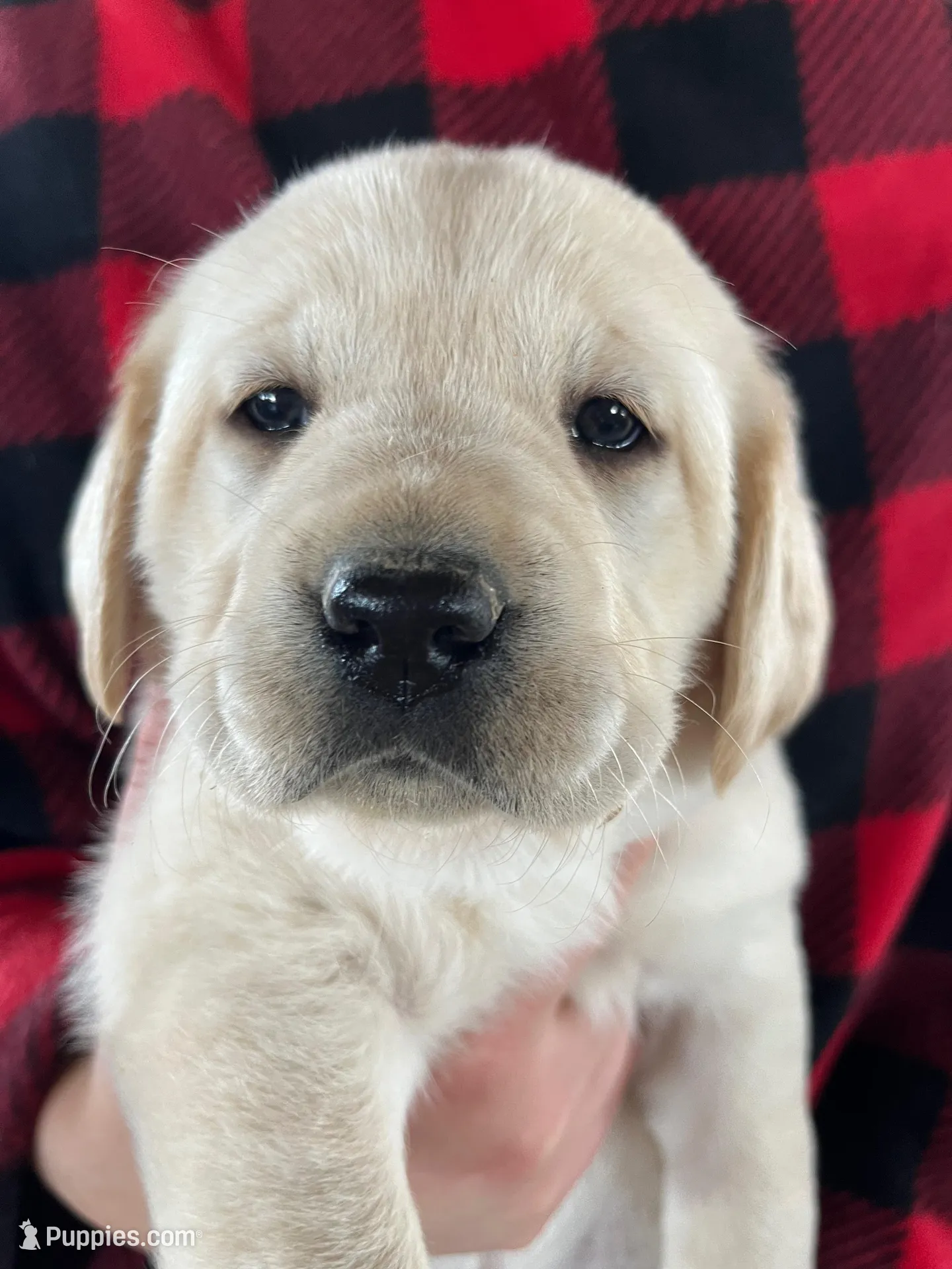 AKC Red Boy, Ready 4/28, a male Labrador Retriever for sale in Calhan, CO – Photo 1 of 8