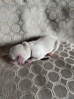 AKC Burgundy Girl, a female Labrador Retriever for sale in Calhan, CO – Photo 4 of 8