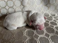 AKC Burgundy Girl, a female Labrador Retriever for sale in Calhan, CO – Photo 5 of 8