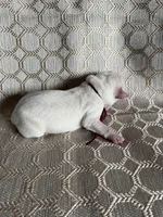 AKC Burgundy Girl, a female Labrador Retriever for sale in Calhan, CO – Photo 1 of 8