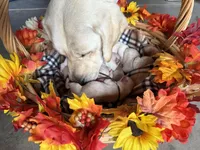 AKC Burgundy Girl, a female Labrador Retriever for sale in Calhan, CO – Photo 3 of 8