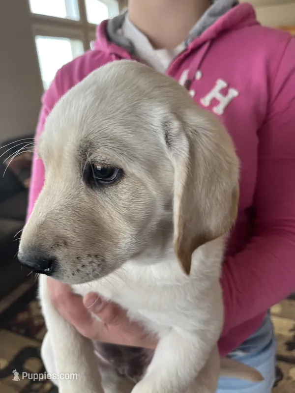 AKC Spring Girl🌺, Ready 5/27 – Labrador Retriever puppy for sale in Calhan, CO