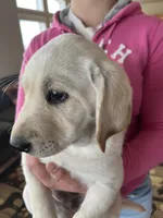 AKC Pink Girl🌸, Ready 5/27, a female Labrador Retriever for sale in Calhan, CO – 1 of 10