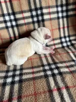 AKC Brown Boy, a male Labrador Retriever for sale in Calhan, CO – Photo 4 of 10