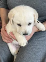 AKC Brown Boy, a male Labrador Retriever for sale in Calhan, CO – Photo 3 of 10