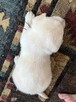 AKC Brown Boy, a male Labrador Retriever for sale in Calhan, CO – Photo 5 of 10