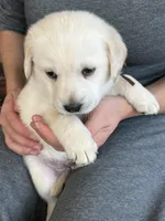 AKC Brown Boy, a male Labrador Retriever for sale in Calhan, CO – Photo 1 of 10