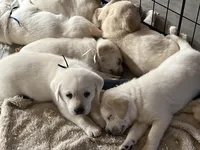 AKC Brown Boy, a male Labrador Retriever for sale in Calhan, CO – Photo 2 of 10