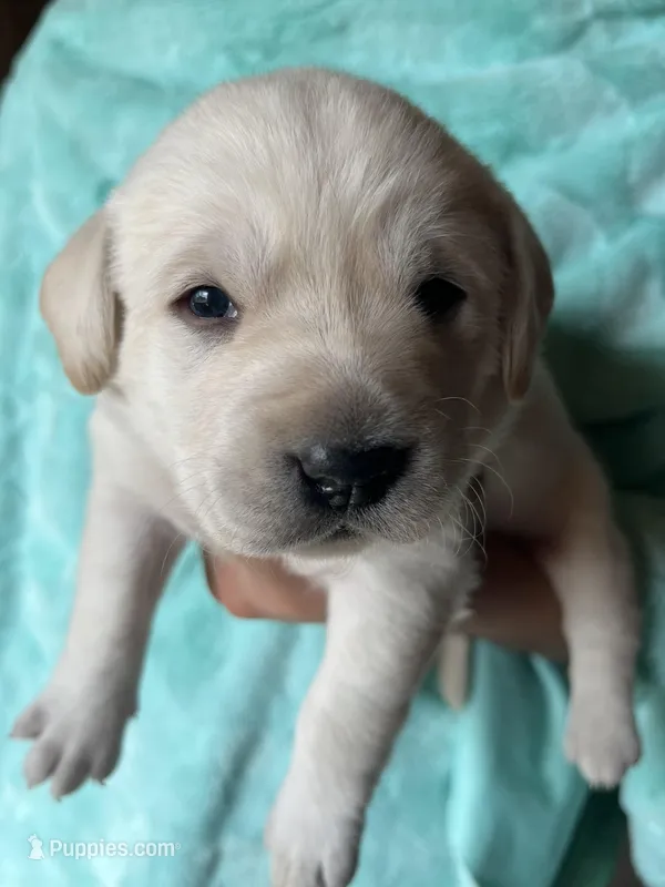 AKC Teal Boy – Labrador Retriever puppy on hold in Calhan, CO