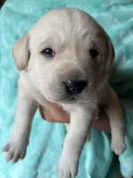 AKC Teal Boy, a male Labrador Retriever for sale in Calhan, CO – Photo 7 of 7