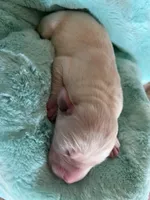 AKC Teal Boy, a male Labrador Retriever for sale in Calhan, CO – Photo 1 of 7