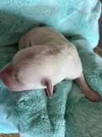 AKC Teal Boy, a male Labrador Retriever for sale in Calhan, CO – Photo 4 of 7