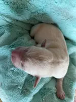 AKC Teal Boy, a male Labrador Retriever for sale in Calhan, CO – Photo 5 of 7