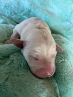 AKC Teal Boy, a male Labrador Retriever for sale in Calhan, CO – Photo 7 of 7