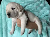 AKC Teal Boy, a male Labrador Retriever for sale in Calhan, CO – Photo 2 of 7