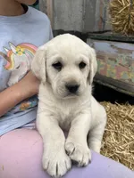AKC Green Boy, Ready 5/27, a male Labrador Retriever for sale in Calhan, CO – 2 of 10