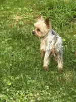 HONEY BOO BOO, a male Yorkshire Terrier for sale in Warminster, PA – 4 of 8