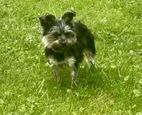 Sunny, a male Yorkshire Terrier for sale in Warminster, PA – 5 of 7