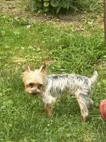HONEY BOO BOO, a male Yorkshire Terrier for sale in Warminster, PA – 6 of 8