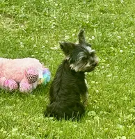 Sunny, a male Yorkshire Terrier for sale in Warminster, PA – 3 of 5