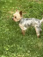 HONEY BOO BOO, a male Yorkshire Terrier for sale in Warminster, PA – 5 of 8
