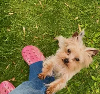 HONEY BOO BOO, a male Yorkshire Terrier for sale in Warminster, PA – 1 of 8