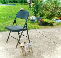 HONEY BOO BOO, a male Yorkshire Terrier for sale in Warminster, PA – 8 of 8