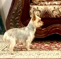 Ginger, a female Yorkshire Terrier for sale in Warminster, PA – 5 of 5