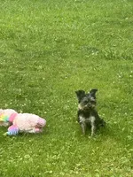 Sunny, a male Yorkshire Terrier for sale in Warminster, PA – 6 of 7