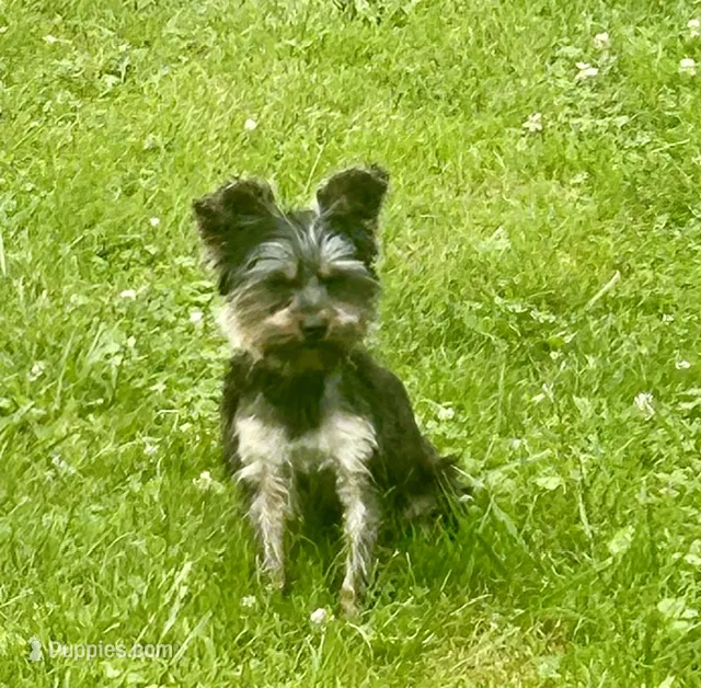 Sunny – Yorkshire Terrier puppy for sale in Warminster, PA