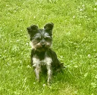 Sunny, a male Yorkshire Terrier for sale in Warminster, PA – 1 of 5