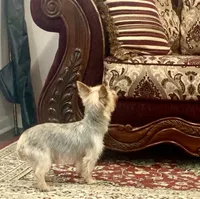 Ginger, a female Yorkshire Terrier for sale in Warminster, PA – 2 of 5