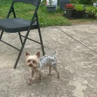 HONEY BOO BOO, a male Yorkshire Terrier for sale in Warminster, PA – 7 of 8