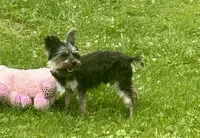 Sunny, a male Yorkshire Terrier for sale in Warminster, PA – 4 of 5