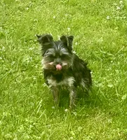 Sunny, a male Yorkshire Terrier for sale in Warminster, PA – 5 of 5