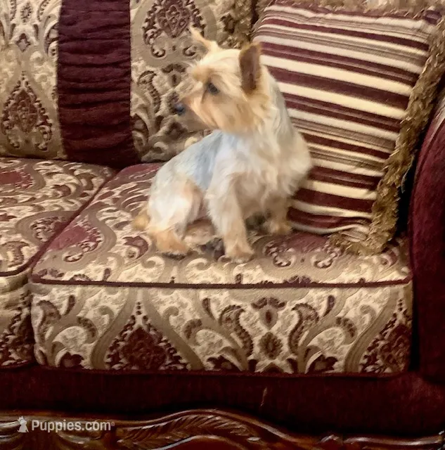 Ginger – Yorkshire Terrier puppy for sale in Warminster, PA