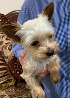 HONEY BOO BOO, a male Yorkshire Terrier for sale in Warminster, PA – 2 of 8
