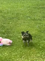 Sunny, a male Yorkshire Terrier for sale in Warminster, PA – 7 of 7