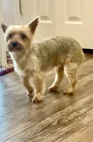 Ginger, a female Yorkshire Terrier for sale in Warminster, PA – 3 of 5