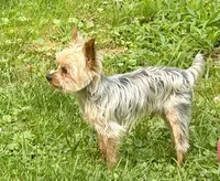 HONEY BOO BOO, a male Yorkshire Terrier for sale in Warminster, PA – 3 of 8