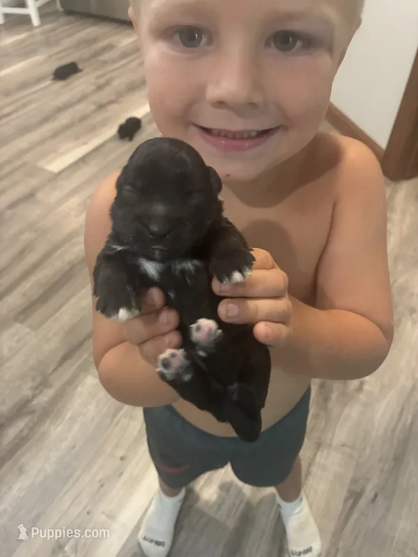 Sophie – Yorkipoo puppy for sale in Bruce, SD