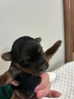 Sadie, a female Yorkshire Terrier for sale in Bruce, SD – 7 of 10